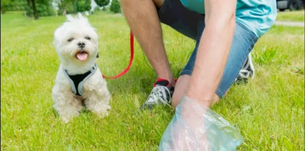 Trusted lawn mowing service with custom design across Odessa, TX - Furry Babies Lawn Care