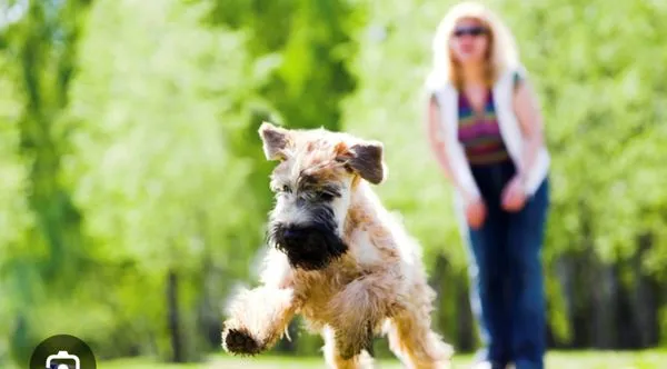 Furry Babies Lawn Care Logo