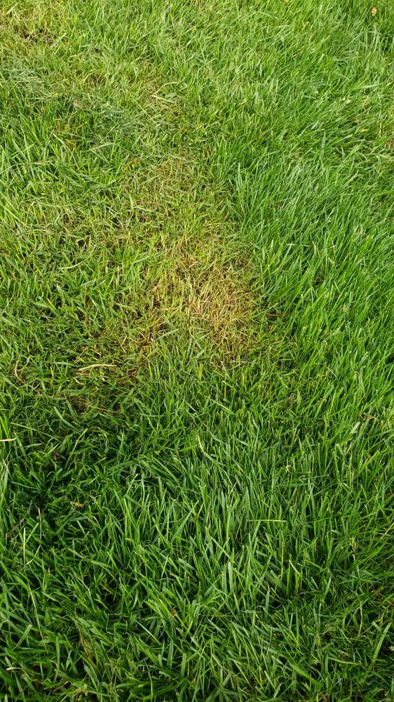 Professional landscape design with custom design in Dartmouth, MA by Furtado Landscaping