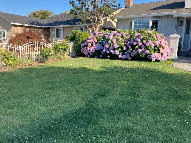 Affordable lawn mowing service for residential properties across Berkeley, CA - Furuichi Landscapes