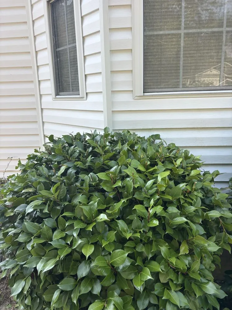 Professional yard cleanup service for homes across Macclesfield, NC - Future Grounds Land Development