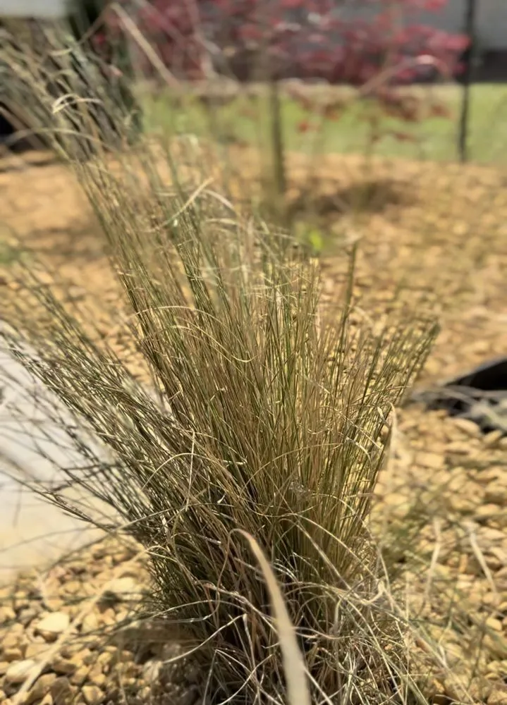 Trusted yard cleanup service for beautiful yards in Southside, AL by Future Landscaping