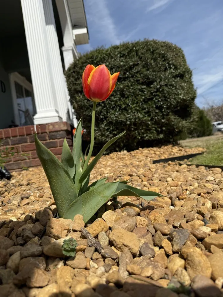 Custom lawn mowing service near you in Southside, AL by Future Landscaping