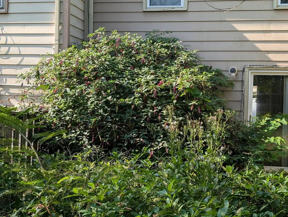 Professional residential landscaping in Fredericksburg, VA by Future Lawn Care