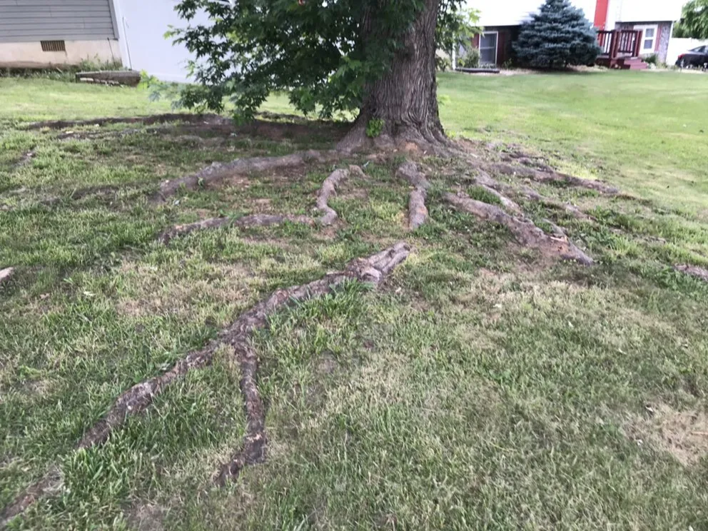 Affordable landscape installation for outdoor upgrades in Stuarts Draft, VA by Fuzzy Lawn Care