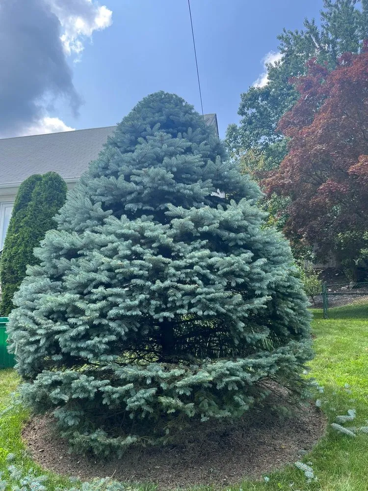 Reliable residential landscaping near you in Dover, NJ by FV Stars Landscaping