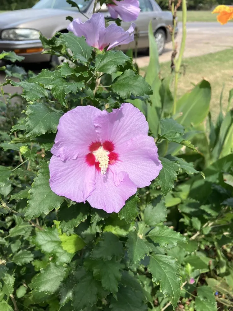 Expert residential landscaping for year-round maintenance in Westworth Village, TX by FW Fresh Start Lawn Care