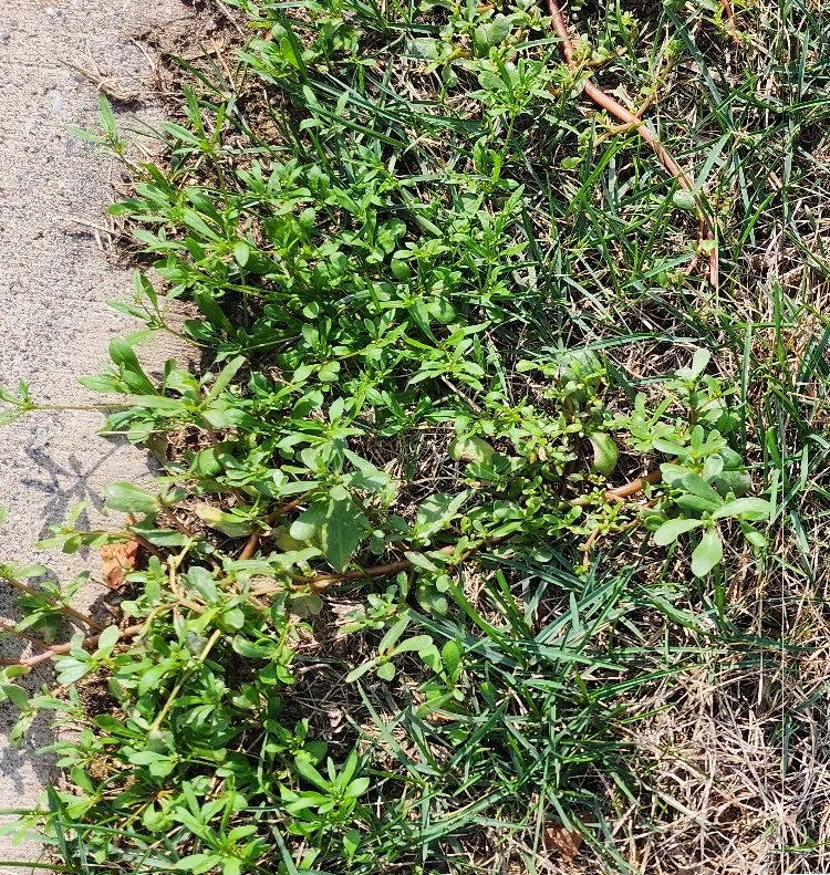 Local yard cleanup service in Dayton, MN by FYI Landscaping