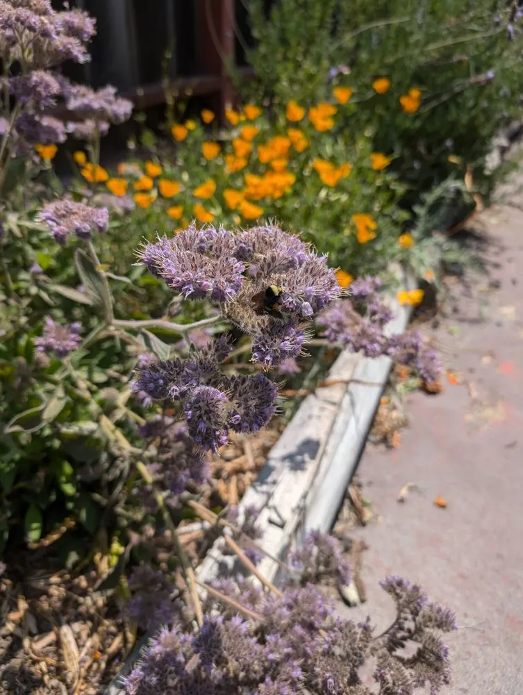 Top-rated lawn care service experts serving San Francisco, CA - Fyrn Landscapes