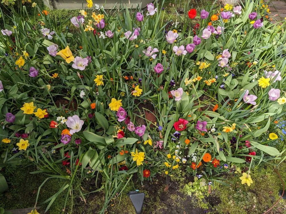 Professional landscape design for beautiful yards in San Francisco, CA by Fyrn Landscapes