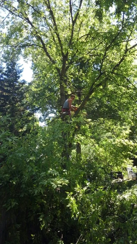 Professional landscape installation for residential properties across Fredericksburg, VA - G & C Tree Service