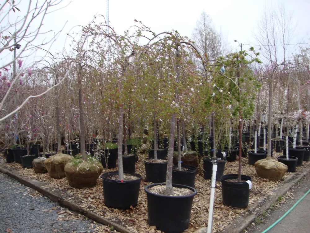 Trusted lawn care service experts serving Falls Church, VA - G & G Landscaping