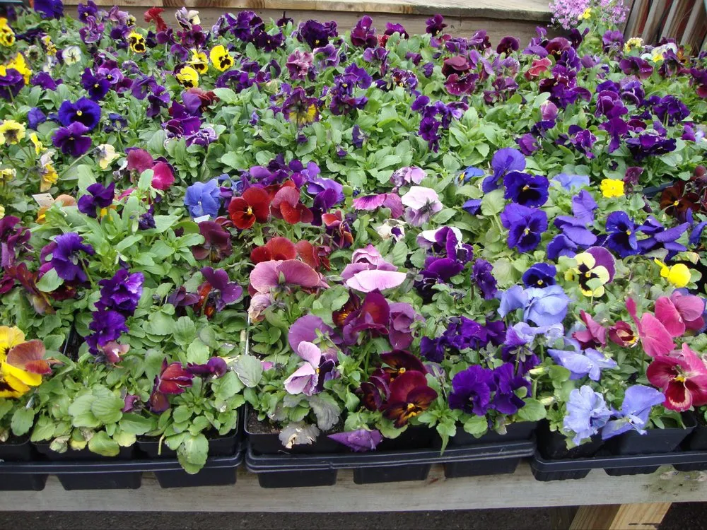 Local lawn care service in Falls Church, VA by G & G Landscaping