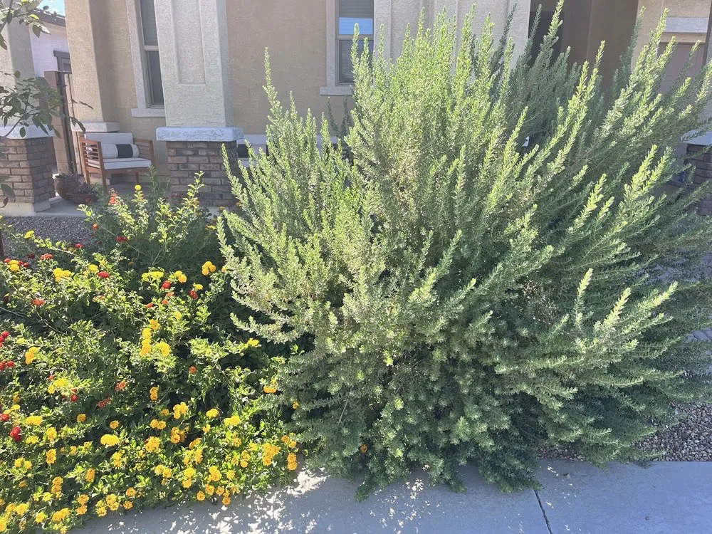 Local yard cleanup service experts serving Mesa, AZ - G & J Pro Landscaping