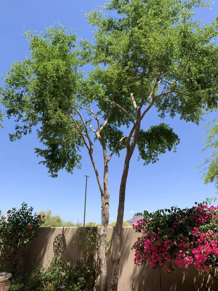 Trusted yard maintenance with custom design in Mesa, AZ by G & J Pro Landscaping