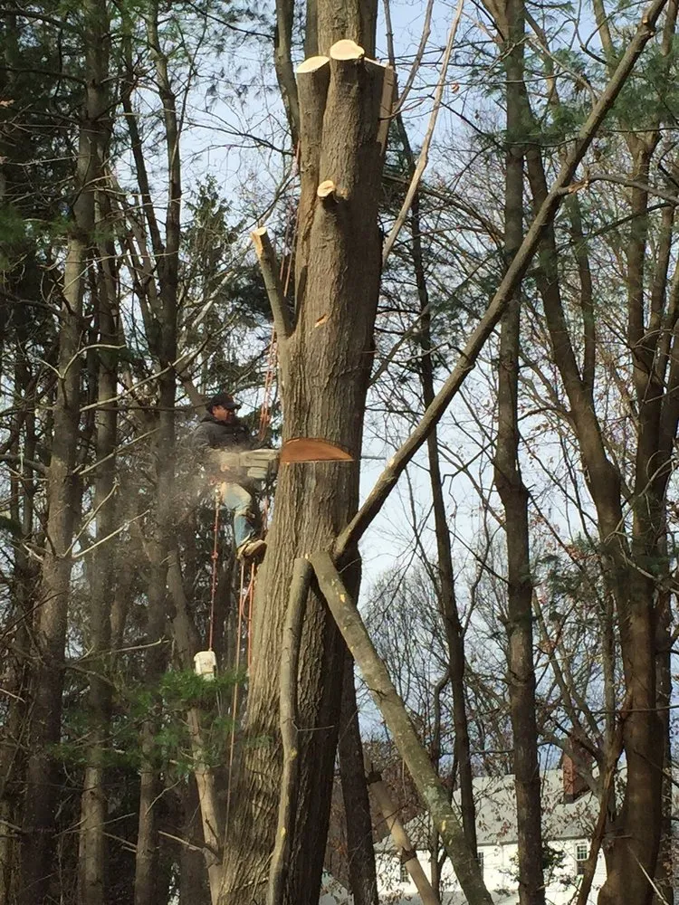 Local yard maintenance in Morganville, NJ by G & J Star Tree Service