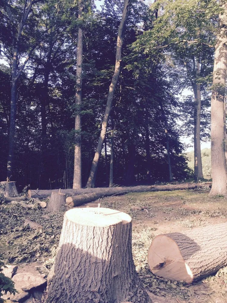 Custom residential landscaping for residential properties across Morganville, NJ - G & J Star Tree Service