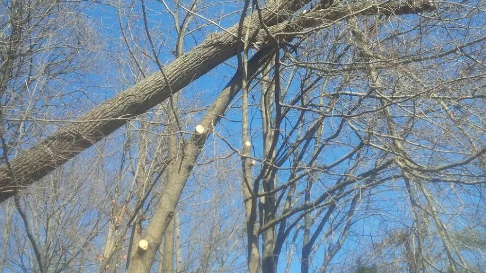 Reliable lawn care service in Fairfax, VA by G & J Tree and Stump Total Landscaping Care