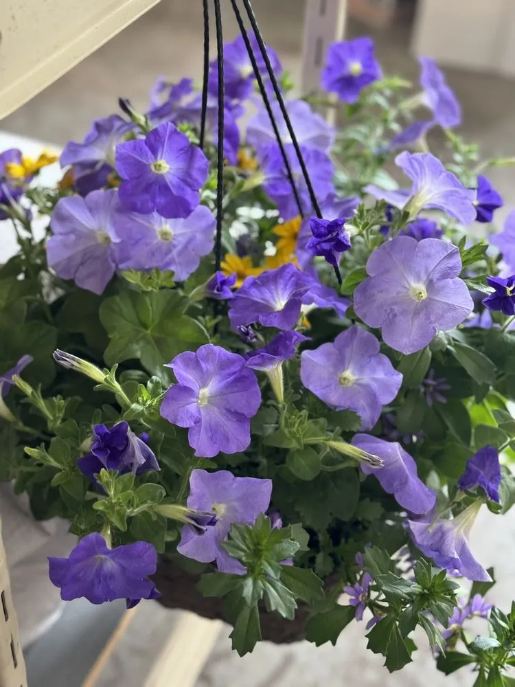 Expert lawn mowing service in Spanaway, WA by G & L Bark Supply