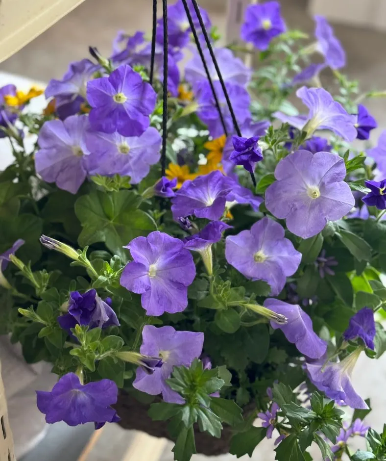 Custom garden landscaping for residential properties in Spanaway, WA by G & L Bark Supply