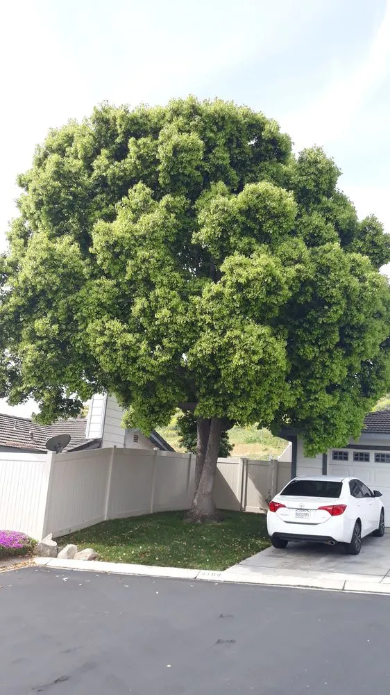 Top-rated residential landscaping for homes across Riverside, CA - G & M Landscaping