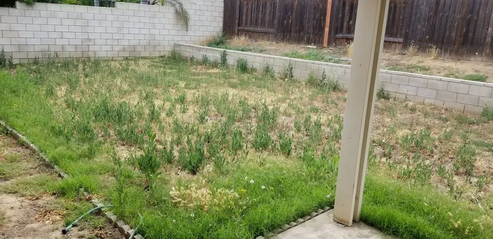 Expert yard cleanup service in Riverside, CA by G & M Landscaping