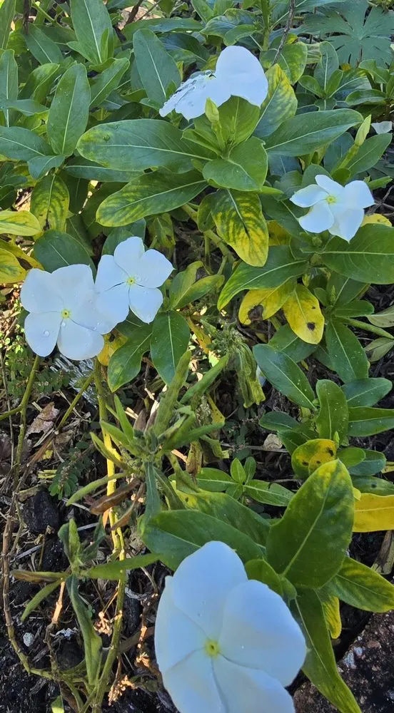 Expert yard maintenance experts serving Naples, FL - G & S Beautiful Paradise