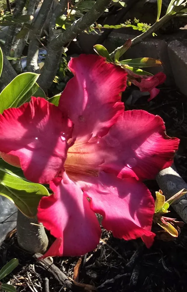 Expert yard cleanup service for residential properties across Naples, FL - G & S Beautiful Paradise