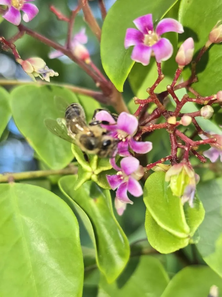 Reliable landscaping services in Naples, FL - G & S Beautiful Paradise