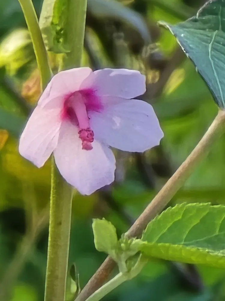 Affordable outdoor landscaping for residential properties in Naples, FL by G & S Beautiful Paradise