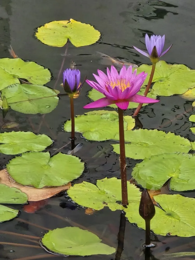 Trusted outdoor landscaping in Naples, FL - G & S Beautiful Paradise