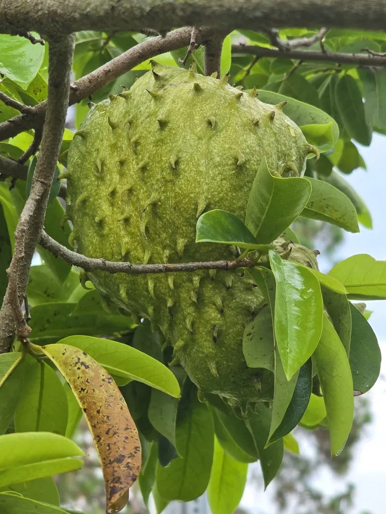 Custom landscape installation experts serving Naples, FL - G & S Beautiful Paradise