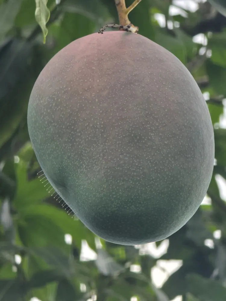 Reliable landscape design for outdoor upgrades across Naples, FL - G & S Beautiful Paradise