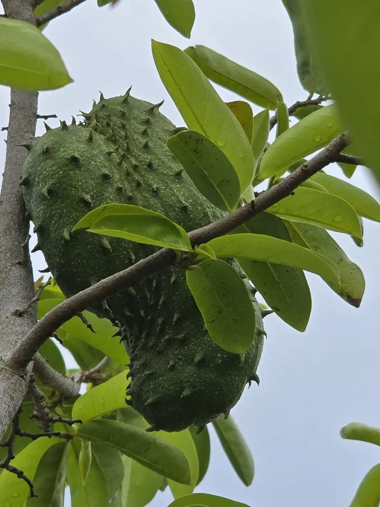 Trusted lawn care service for outdoor upgrades in Naples, FL by G & S Beautiful Paradise