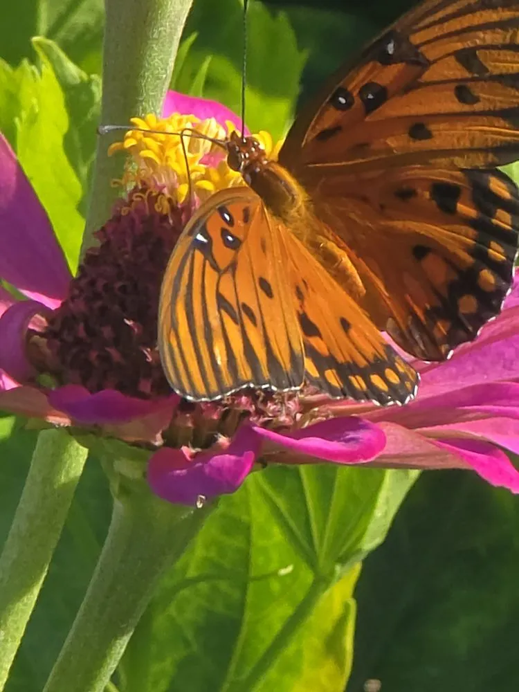 Affordable landscaping services near you in Naples, FL by G & S Beautiful Paradise