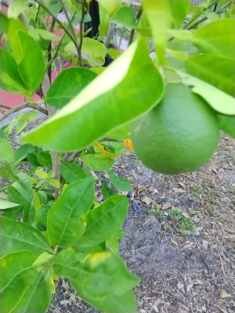 Professional yard cleanup service in Naples, FL - G & S Beautiful Paradise