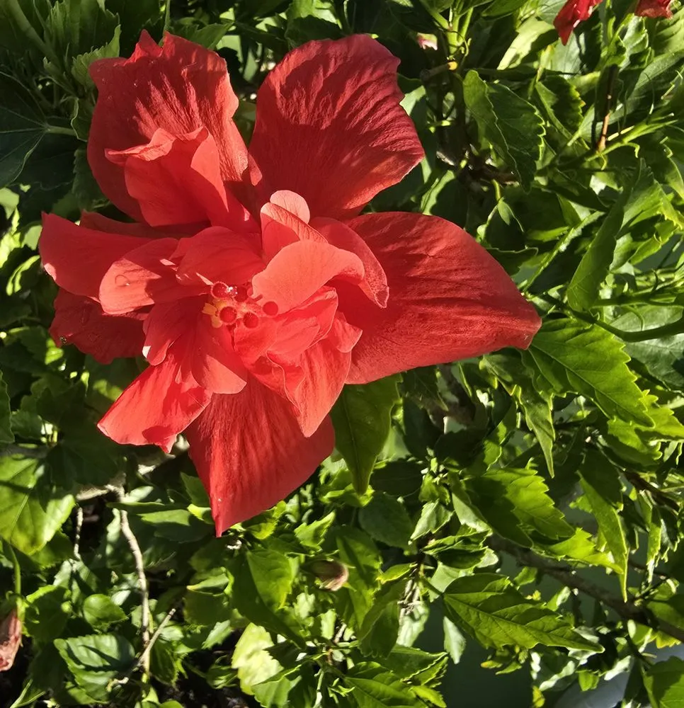 Affordable landscape installation experts serving Naples, FL - G & S Beautiful Paradise