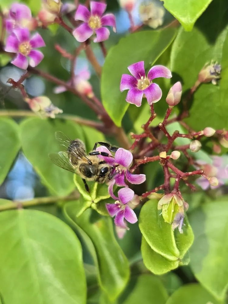 Professional landscape design experts serving Naples, FL - G & S Beautiful Paradise