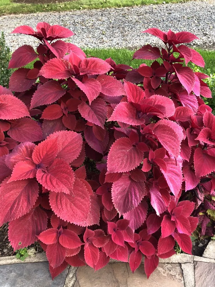 Custom outdoor landscaping with custom design across Somerset, NJ - G A Landscaping