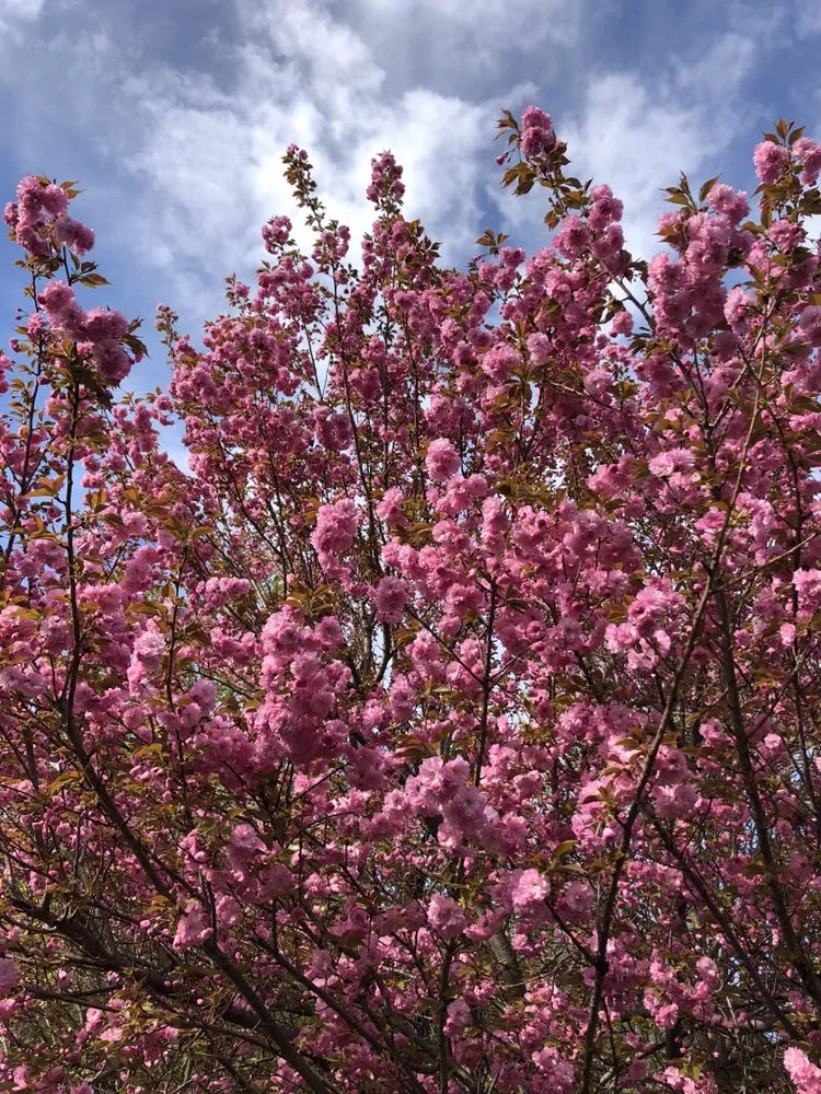 Affordable yard maintenance for beautiful yards across Somerset, NJ - G A Landscaping