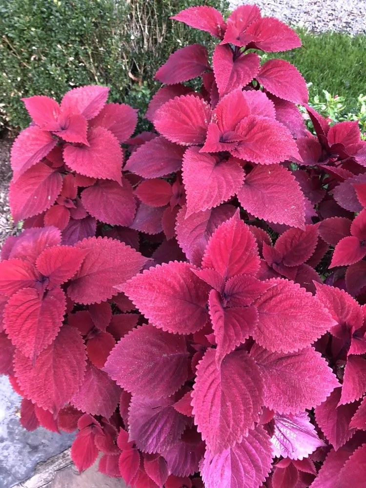 Expert lawn mowing service for beautiful yards in Somerset, NJ by G A Landscaping