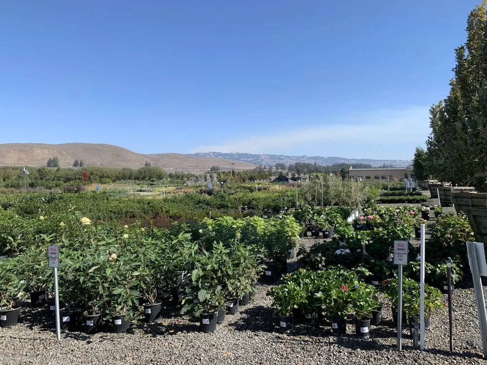 Local yard maintenance in Petaluma, CA by G Brothers Landscaping