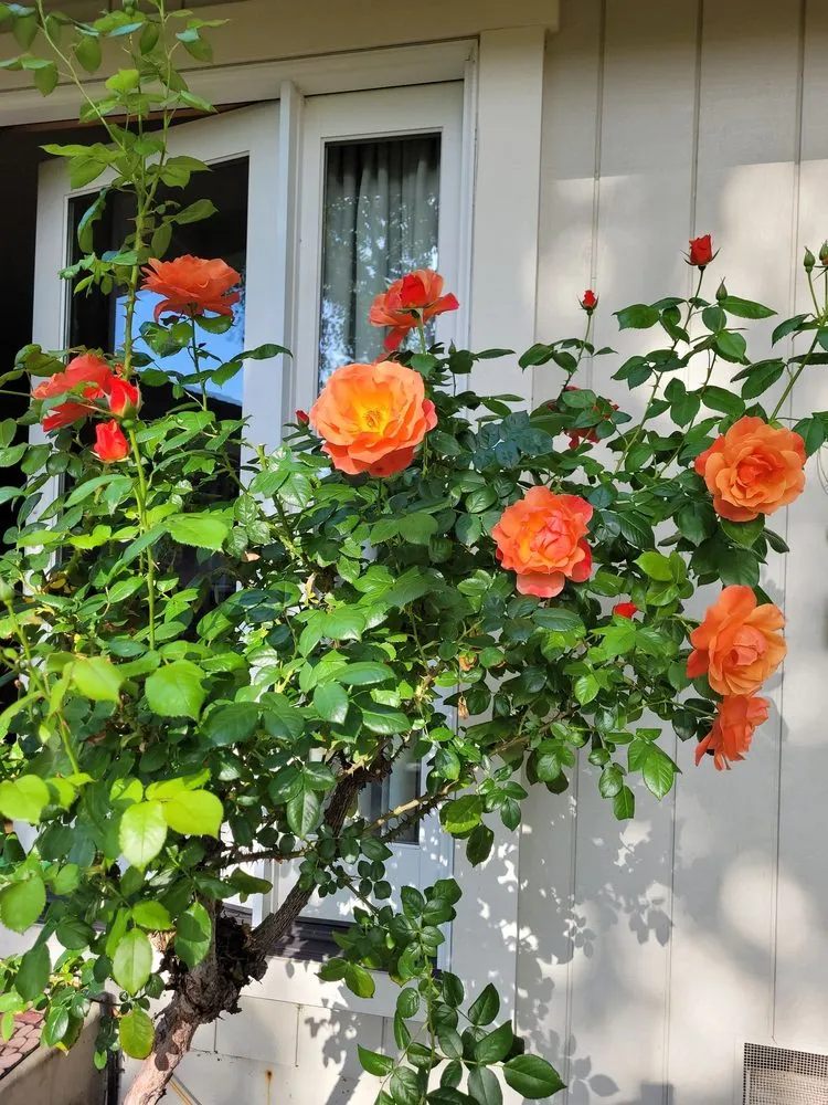 Reliable lawn care service in Napa, CA - G. C. Landscaping