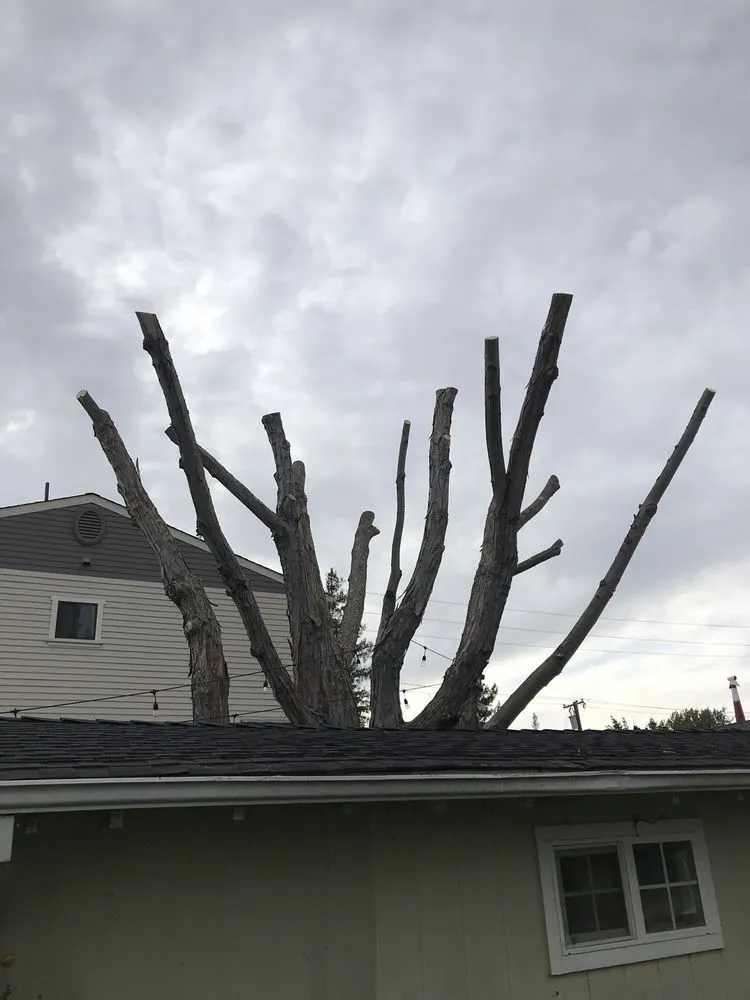 Custom lawn care service experts serving Napa, CA - G. C. Landscaping