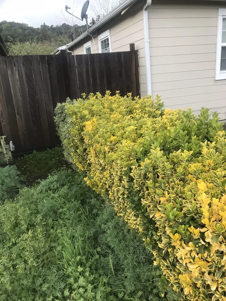 Reliable lawn care service experts serving Napa, CA - G. C. Landscaping