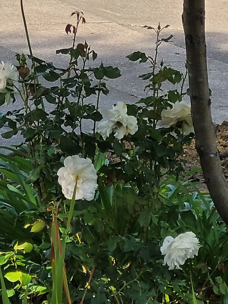 Expert lawn mowing service with custom design across Napa, CA - G. C. Landscaping