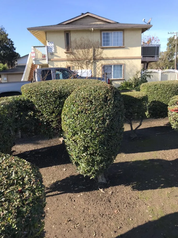 Top-rated residential landscaping experts serving Napa, CA - G. C. Landscaping