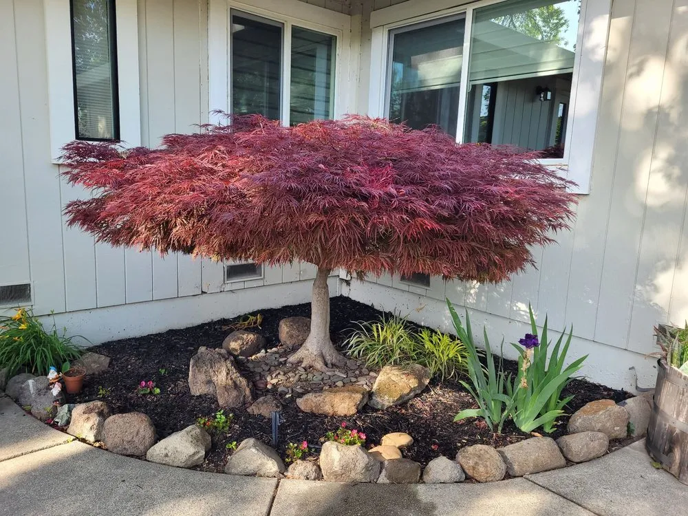 Expert yard maintenance in Napa, CA - G. C. Landscaping