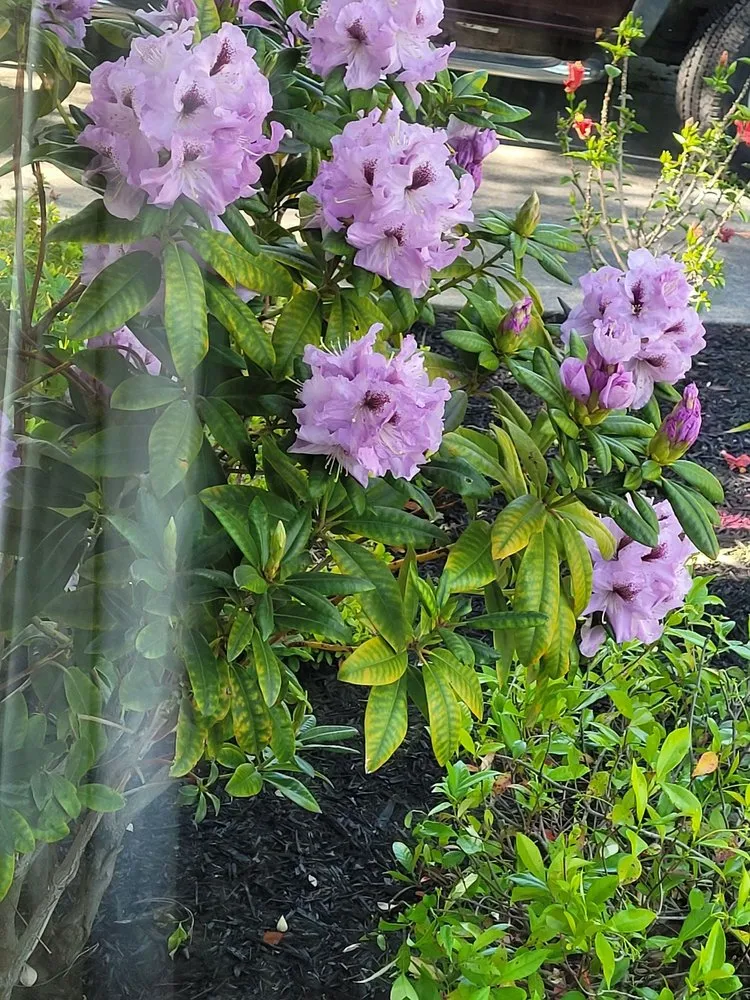 Reliable yard maintenance for year-round maintenance across Napa, CA - G. C. Landscaping