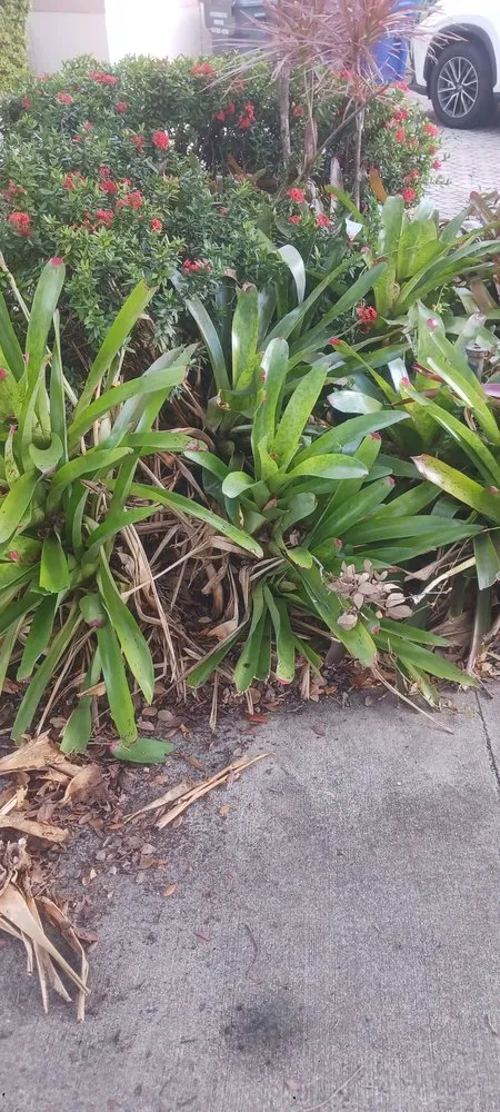 Expert yard maintenance in Boca Raton, FL - G D Property Maintenance